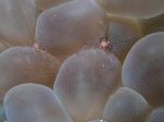 Bubblecoral Shrimp